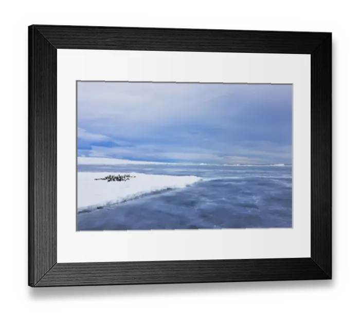 Framed Print : Emperor Penguins (Aptenodytes forsteri) on ice, Snow Hill Island, Antarctica Framed Print : Emperor Penguins (Aptenodytes forsteri) on ice, Snow Hill Island, Antarctica
