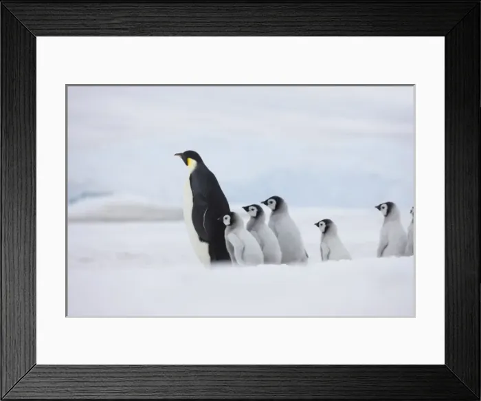Framed Print : Emperor Penguins (Aptenodytes forsteri) parent with chick on ice, Snow Hill Island