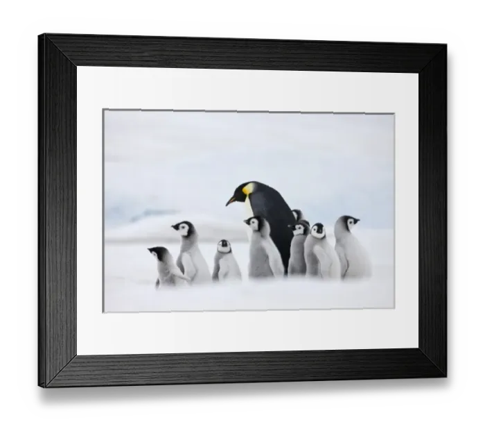 Framed Print : Emperor Penguins (Aptenodytes forsteri) parent with chick on ice, Snow Hill Island Framed Print : Emperor Penguins (Aptenodytes forsteri) parent with chick on ice, Snow Hill Island