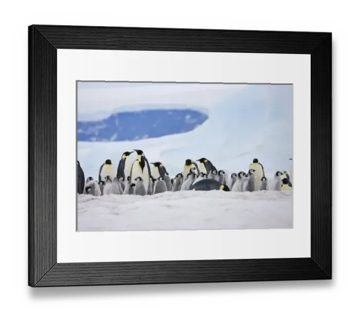 Framed Print : Emperor Penguins (Aptenodytes forsteri) parent with chick on ice, Snow Hill Island