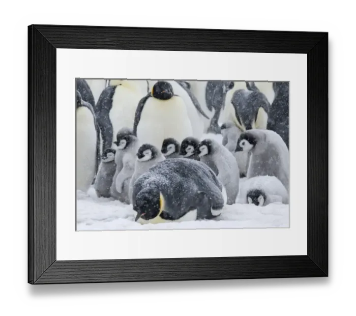 Framed Print : Emperor Penguins (Aptenodytes forsteri) parent with chicks in snowstorm. Snow Hill Island Framed Print : Emperor Penguins (Aptenodytes forsteri) parent with chicks in snowstorm. Snow Hill Island