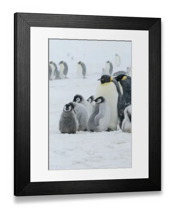 Framed Print : Emperor Penguins (Aptenodytes forsteri) parent with chicks in snowstorm. Snow Hill Island Framed Print : Emperor Penguins (Aptenodytes forsteri) parent with chicks in snowstorm. Snow Hill Island