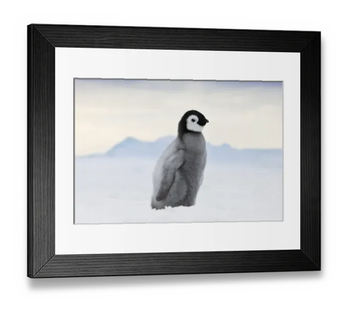 Framed Print : An Emperor Penguin (Aptenodytes forsteri) chick walks on ice, Snow Hill Island, Antarctica Framed Print : An Emperor Penguin (Aptenodytes forsteri) chick walks on ice, Snow Hill Island, Antarctica