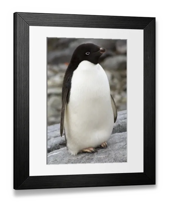 Framed Print : Antarctic, Antarctic Framed Print : Antarctic, Antarctic