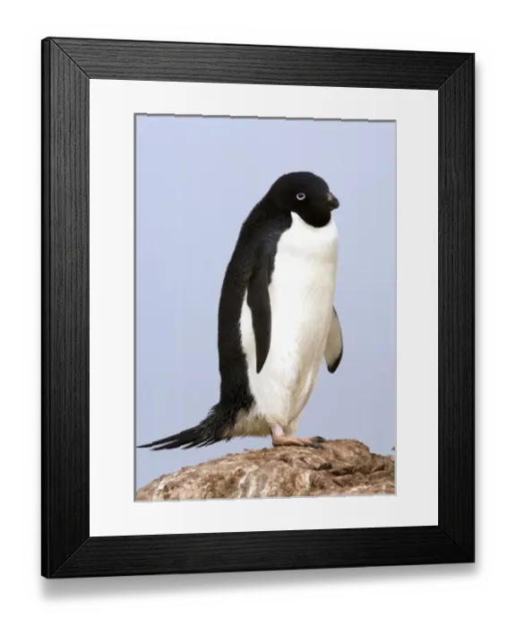 Framed Print : Antarctic, Antarctic