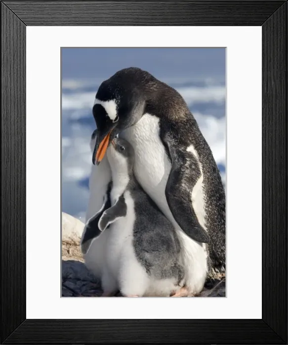 Framed Print : Gentoo parent and chicks Framed Print : Gentoo parent and chicks
