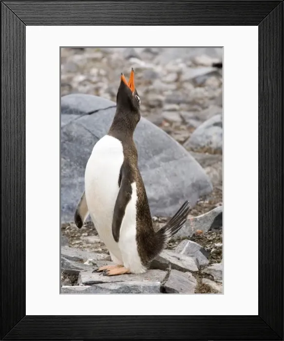 Framed Print : Adult gentoo penguin Antarctica Framed Print : Adult gentoo penguin Antarctica