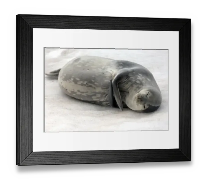 Framed Print : Weddell seal Antarctica Framed Print : Weddell seal Antarctica