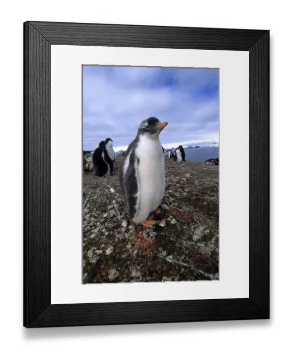 Framed Print : Gentoo penguin chick Antarctica