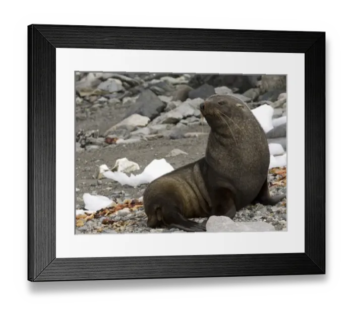 Framed Print : Antarctic, Antarctic Framed Print : Antarctic, Antarctic