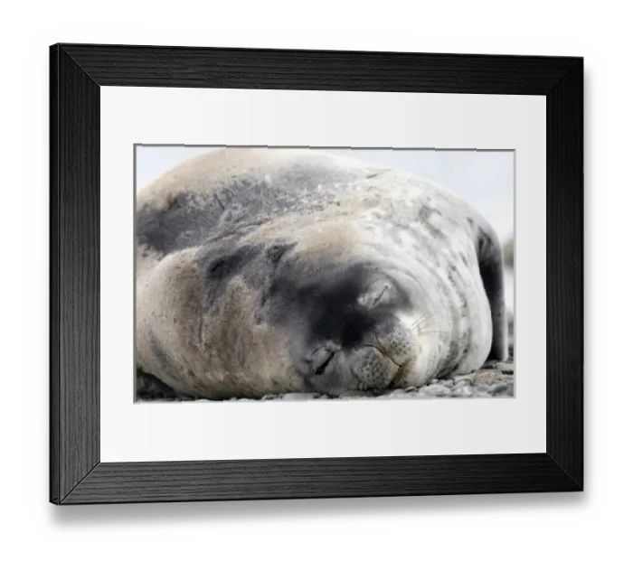 Framed Print : Weddell seal Antarctica