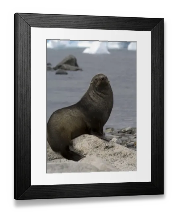 Framed Print : Antarctic fur seal on beach in Antarctica