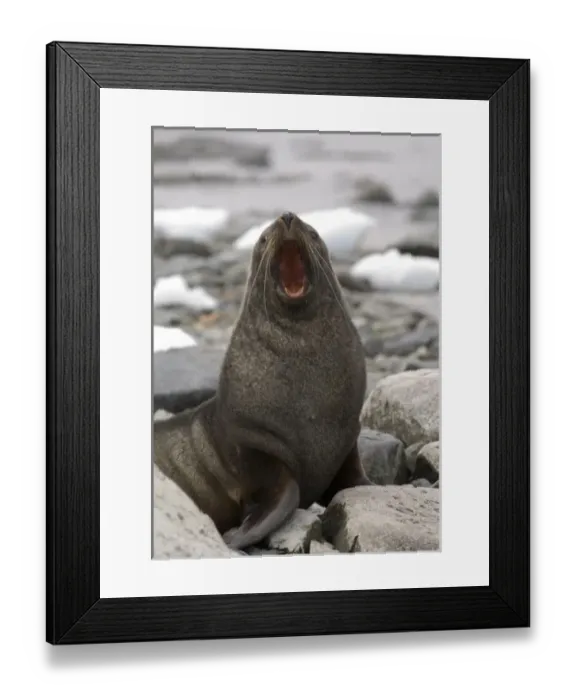 Framed Print : Antarctic, Antarctic Framed Print : Antarctic, Antarctic