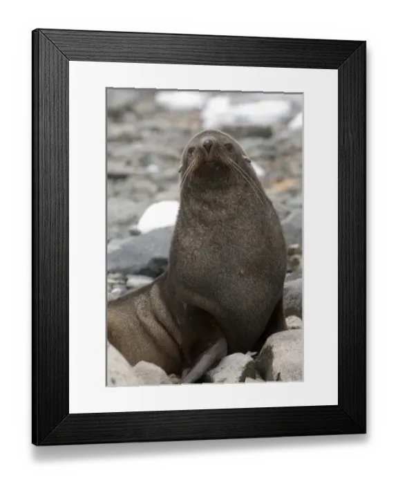 Framed Print : Antarctic, Antarctic Framed Print : Antarctic, Antarctic