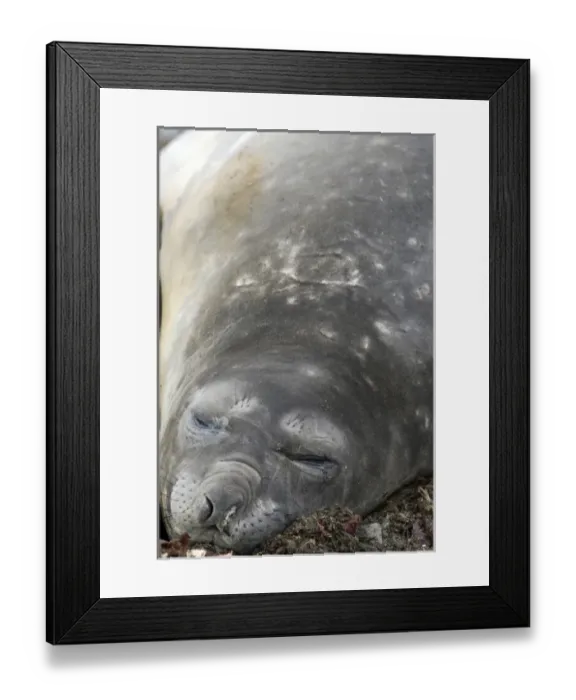 Framed Print : Southern elephant seals on beach in Antarctica Framed Print : Southern elephant seals on beach in Antarctica