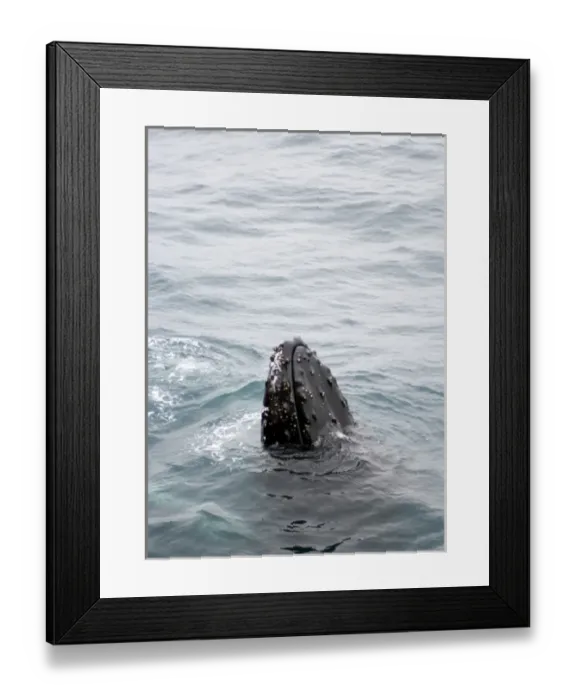 Framed Print : Humpback whales in Antarctica Framed Print : Humpback whales in Antarctica