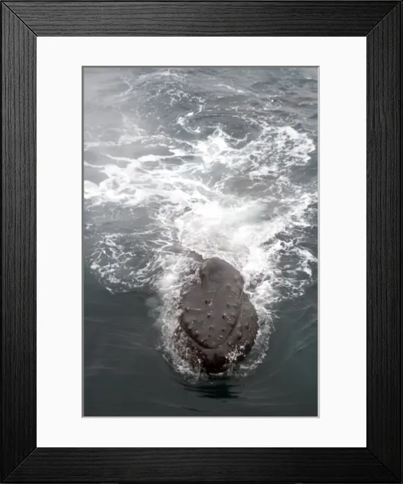 Framed Print : Humpback whales in Antarctica Framed Print : Humpback whales in Antarctica