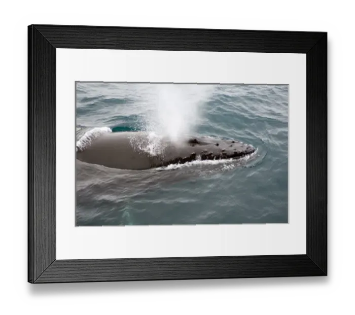 Framed Print : Humpback whales in Antarctica Framed Print : Humpback whales in Antarctica