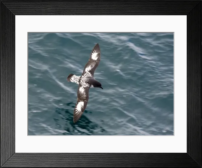 Framed Print : Cape Petrel Antarctica