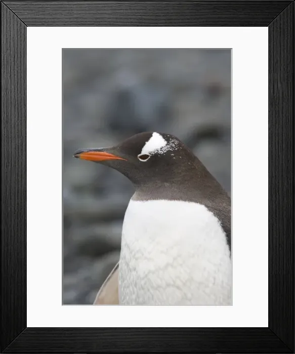 Framed Print : Antarctica, Aitcho Islands. Gentoo penguin on beach, Antarctica