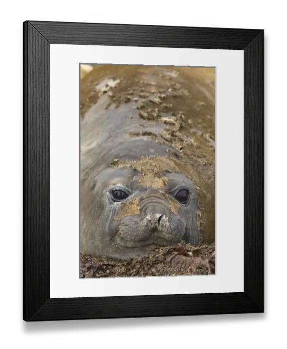 Framed Print : Antarctica, Aitcho Islands. Southern elephant seals Aitcho Islands, Antarctica