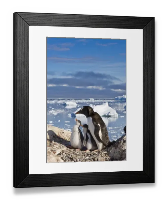 Framed Print : Antarctica, Neko Cove (Harbour). Gentoo penguin family Neko Cove (Harbour), Antarctica Framed Print : Antarctica, Neko Cove (Harbour). Gentoo penguin family Neko Cove (Harbour), Antarctica
