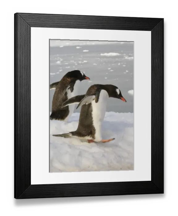 Framed Print : Antarctica, Neko Cove (Harbour). Gentoo penguins in Neko Cove (Harbour), Antarctica