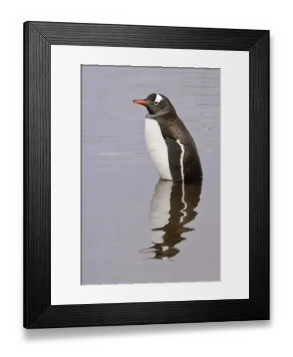 Framed Print : Antarctica, Petermann Island. Gentoo penguin in water Petermann Island Antarctica Framed Print : Antarctica, Petermann Island. Gentoo penguin in water Petermann Island Antarctica