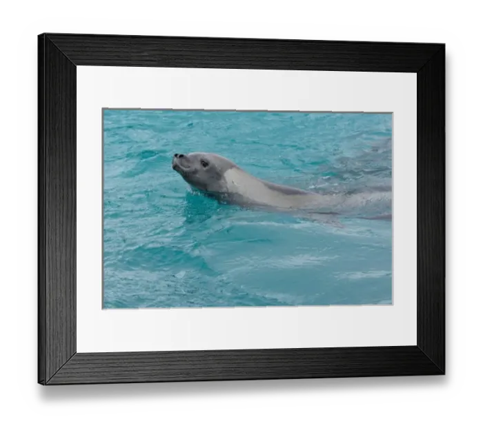 Framed Print : Antarctica, Pl Framed Print : Antarctica, Pl