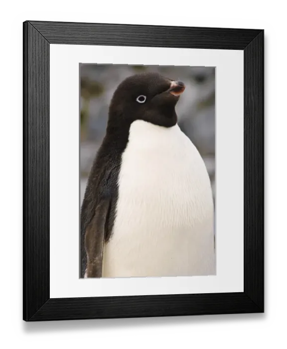 Framed Print : Antarctica, Petermann Island. Adelie penguin Petermann Island Antarctica Framed Print : Antarctica, Petermann Island. Adelie penguin Petermann Island Antarctica