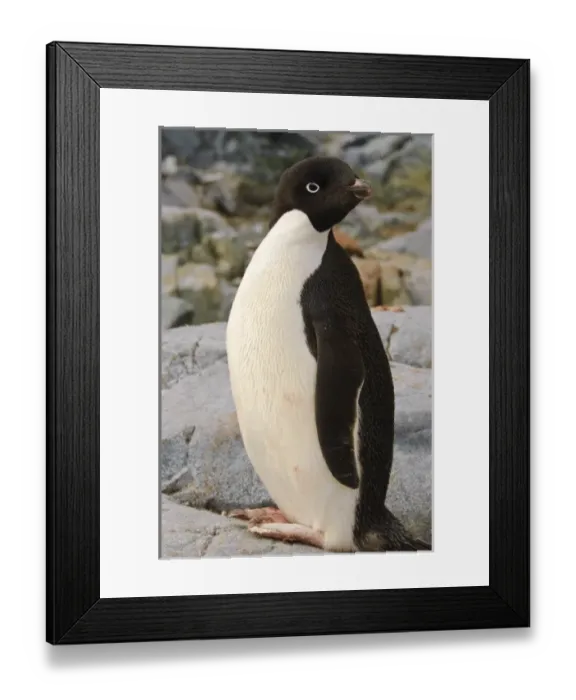 Framed Print : Antarctic, Antarctic Framed Print : Antarctic, Antarctic