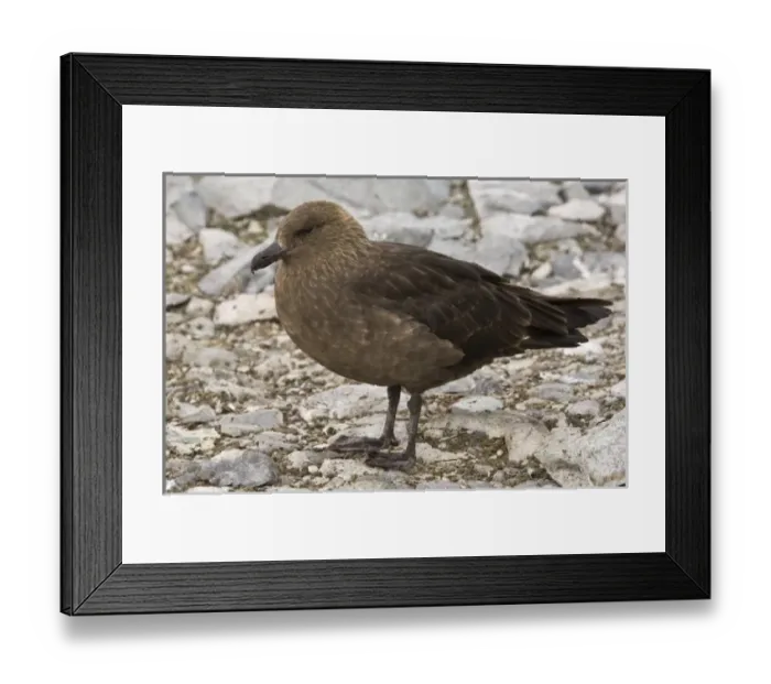 Framed Print : Antarctic, Antarctic