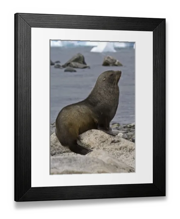 Framed Print : Antarctica, Cuverville Island. Antarctic fur seal on beach Cuverville Island Antarctica Framed Print : Antarctica, Cuverville Island. Antarctic fur seal on beach Cuverville Island Antarctica
