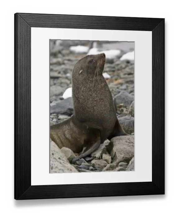 Framed Print : Antarctic, Antarctic Framed Print : Antarctic, Antarctic
