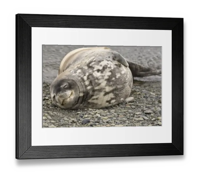 Framed Print : Antarctic, Antarctic Framed Print : Antarctic, Antarctic