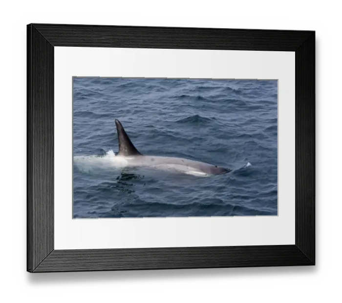 Framed Print : Antarctica. Orca whales Antarctica