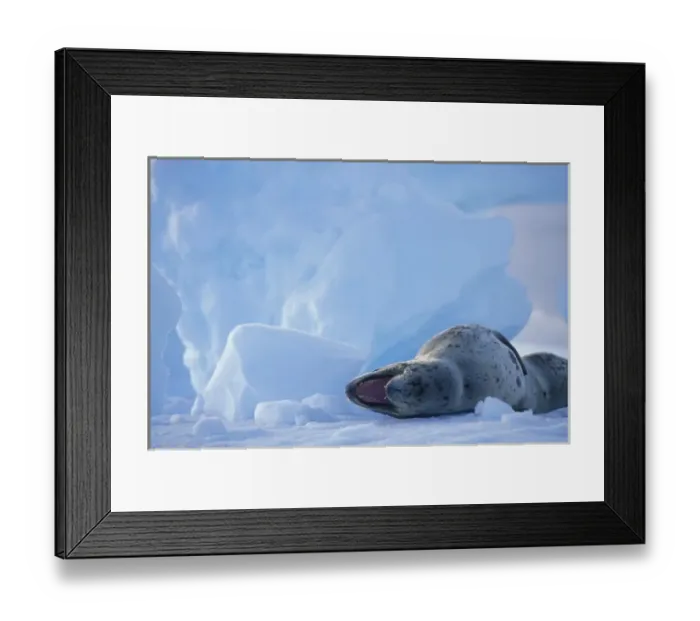 Framed Print : Antarctica, Boothe Island, Leopard Seal (Hydrurga leptonyx) hauled out on iceberg near Port Charcot