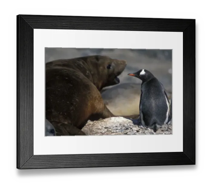 Framed Print : Antarctica, Livingston Island, Hannah Point, Gentoo Penguin (Pygoscelis papua) nesting