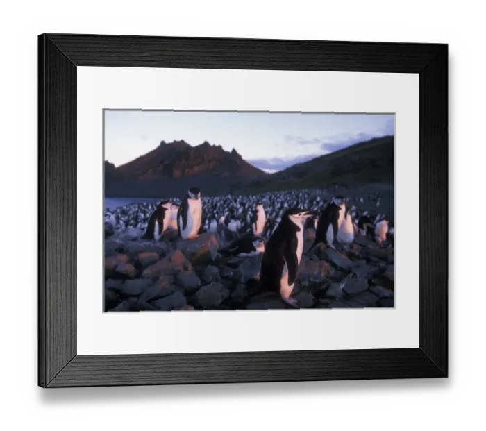 Framed Print : Antarctica, Livingston Island, Hannah Point, Setting sun lights Chinstrap penguins Framed Print : Antarctica, Livingston Island, Hannah Point, Setting sun lights Chinstrap penguins