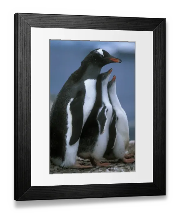 Framed Print : Antarctica, Petermann Island, Gentoo Penguin (Pygoscelis adeliae) stands with young Framed Print : Antarctica, Petermann Island, Gentoo Penguin (Pygoscelis adeliae) stands with young