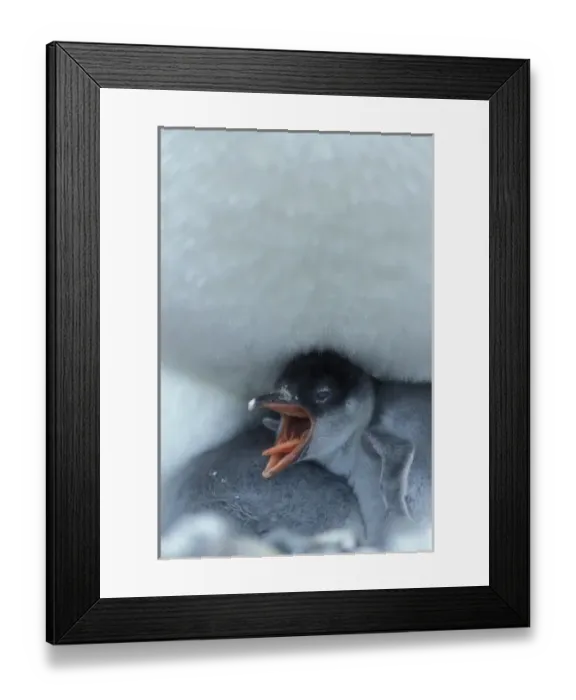 Framed Print : Antarctica, Petermann Island, Young Gentoo penguin chick (Pygoscelis papua) nestled Framed Print : Antarctica, Petermann Island, Young Gentoo penguin chick (Pygoscelis papua) nestled