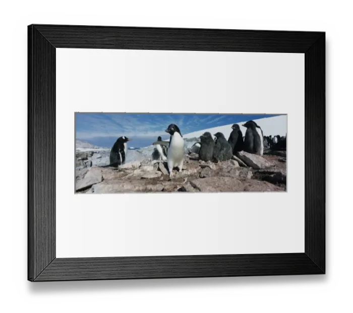 Framed Print : Antarctica, Petermann Island, Adelie Penguins (Pygoscelis adeliae) with young chicks Framed Print : Antarctica, Petermann Island, Adelie Penguins (Pygoscelis adeliae) with young chicks
