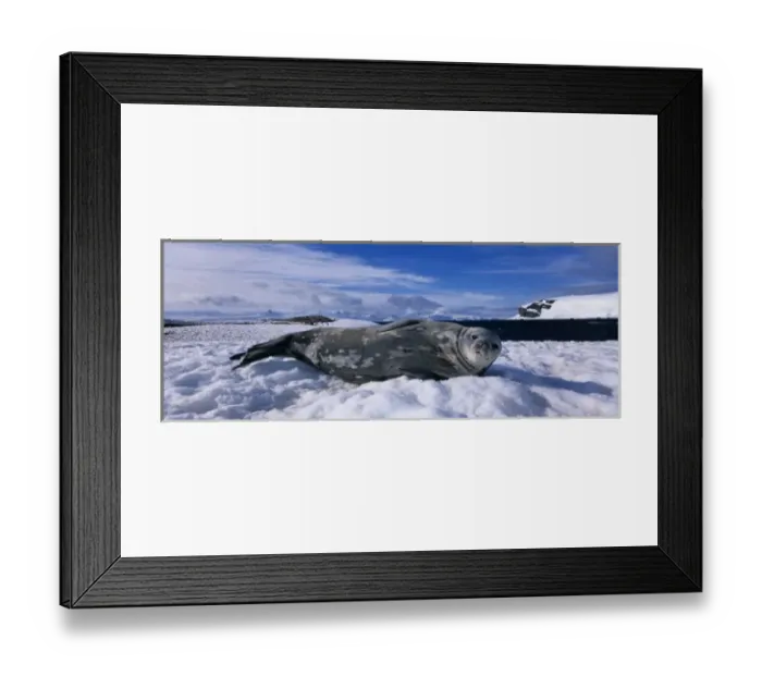 Framed Print : Antarctica, Half Moon Island, Weddell Seal (Leptonychotes weddelli) rests on snow-covered Framed Print : Antarctica, Half Moon Island, Weddell Seal (Leptonychotes weddelli) rests on snow-covered