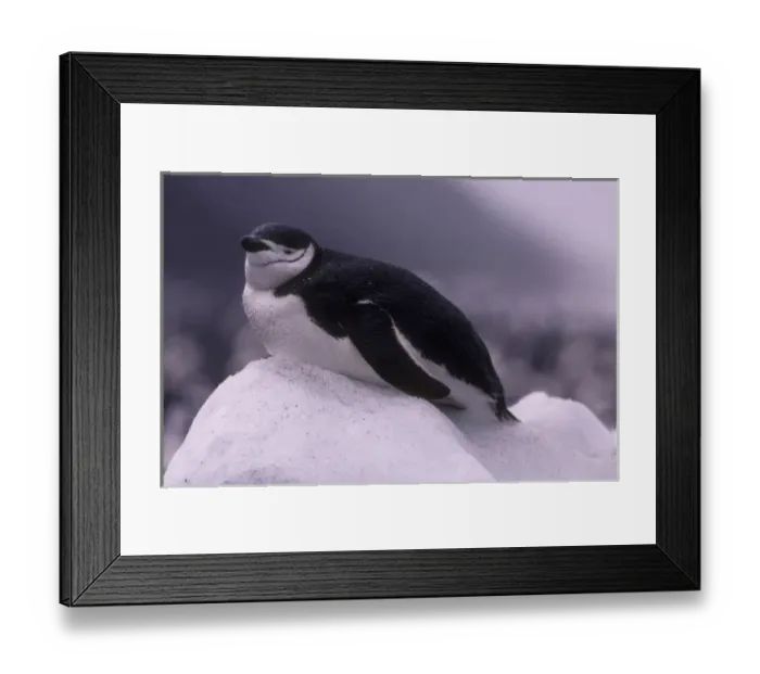 Framed Print : Antarctica, Deception Island, Chinstrap penguin (Pygoscelis antarctica) rests Framed Print : Antarctica, Deception Island, Chinstrap penguin (Pygoscelis antarctica) rests