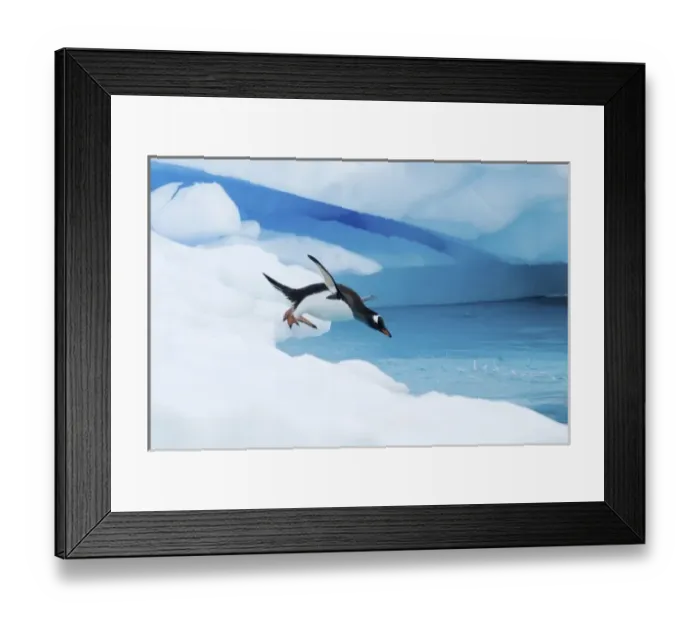 Framed Print : gentoo penguin, Pygoscelis Papua, jumping off an iceberg, western Antarctic Peninsula