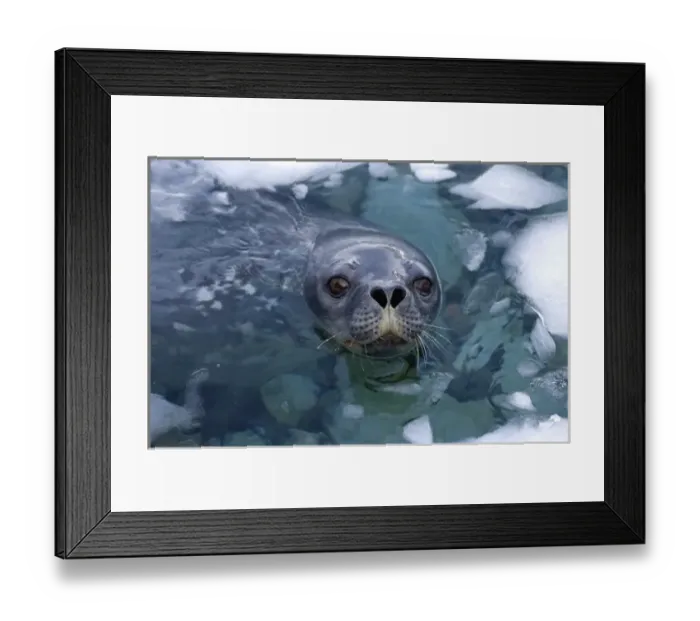 Framed Print : weddell seal, Leptonychotes weddellii, in the waters along the western Antarctic Peninsula