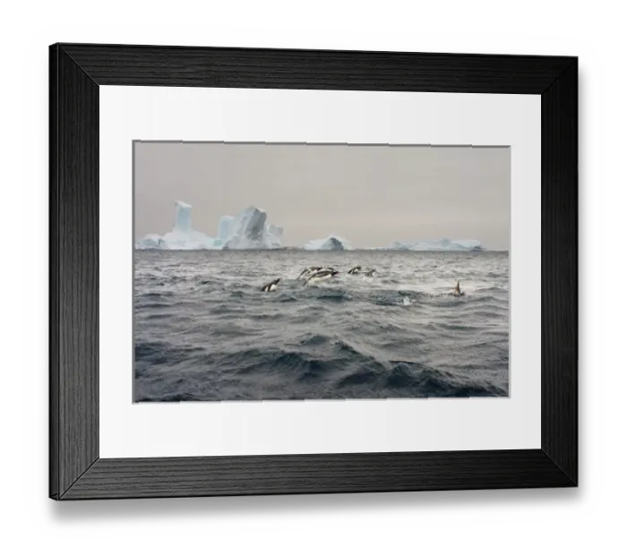 Framed Print : gentoo penguins, Pygoscelis Papua, swimming in waters off the western Antarctic Peninsula