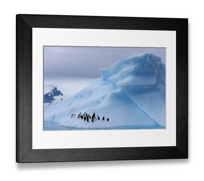 Framed Print : gentoo penguins, Pygoscelis Papua, on an iceberg off the western Antarctic Peninsula Framed Print : gentoo penguins, Pygoscelis Papua, on an iceberg off the western Antarctic Peninsula