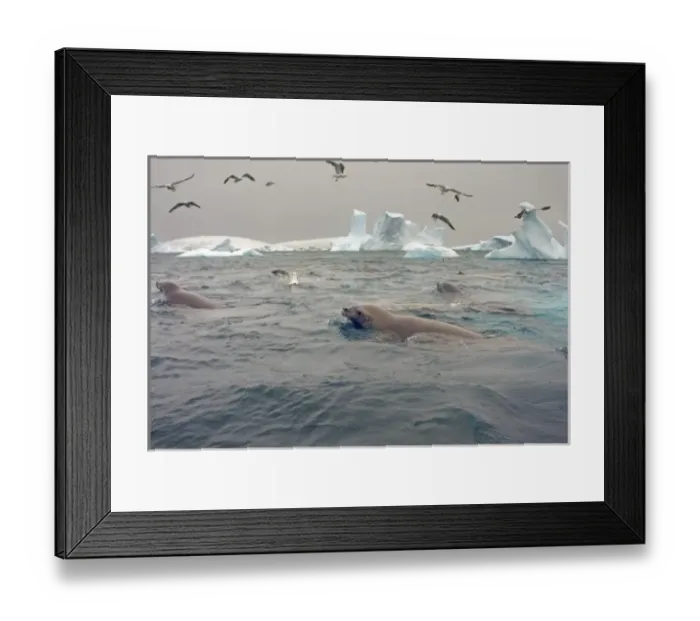 Framed Print : crabeater seals, Lobodon carcinophaga, and seagulls feeding on a school of krill