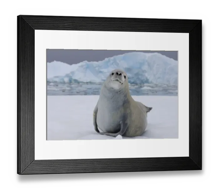 Framed Print : crabeater seal, Lobodon carcinophaga, resting on a saltwater pan of sea ice, off